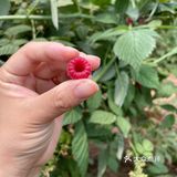在济南实现树莓自由你敢信？！[加油]