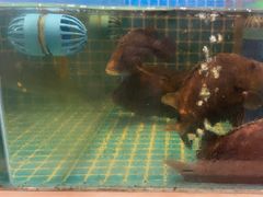 -妈妈菜舟山海鲜(定海古城店)