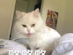 -房东的猫宠物生活馆