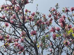 -中国科学院华南植物园