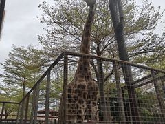 -灵玲国际马戏城