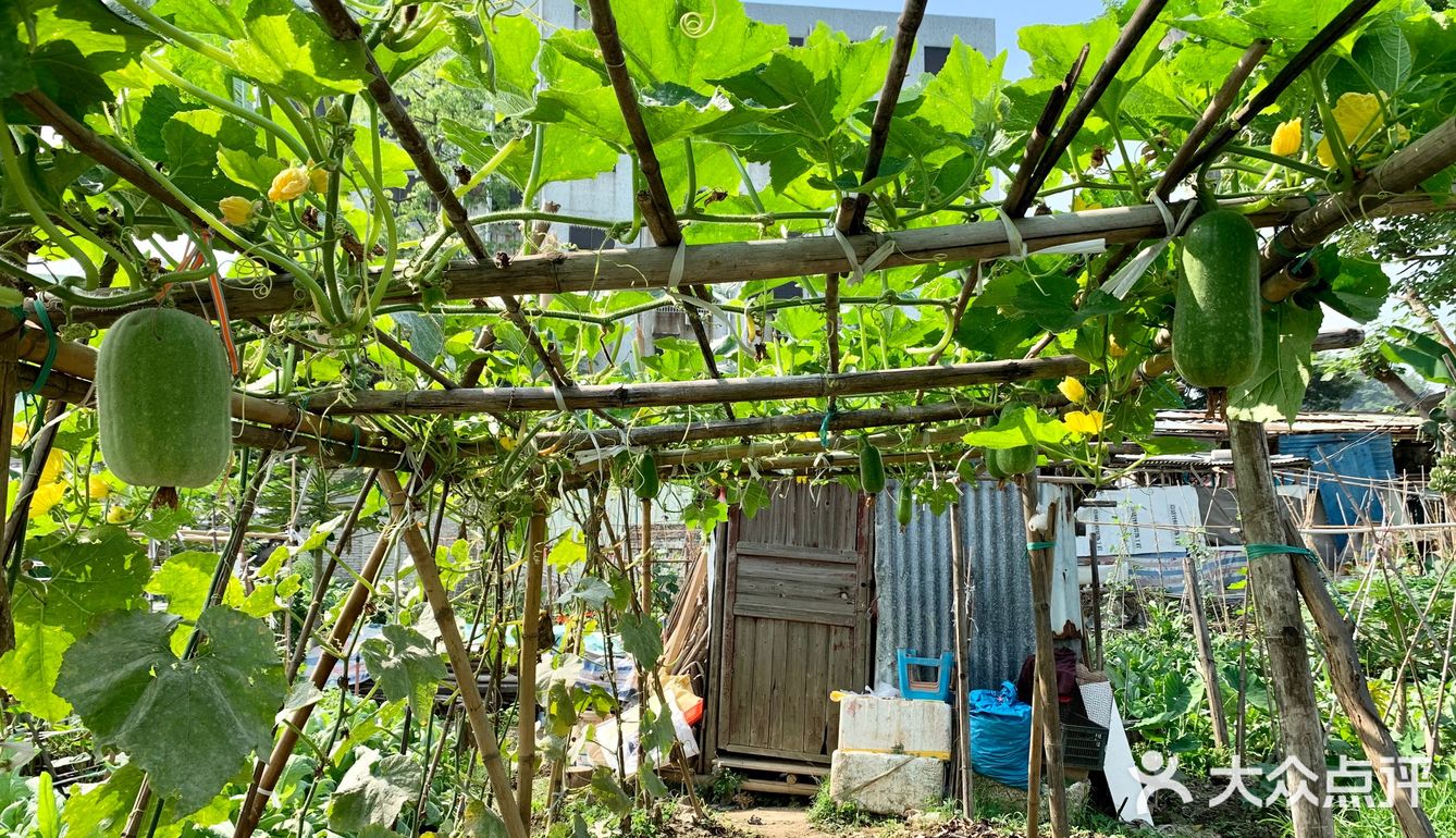 一大早去“偷”瓜🥒