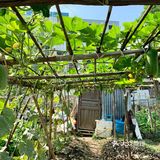 一大早去“偷”瓜🥒
