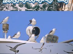 -海驴岛(荣成市)