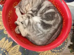 -平行世界·猫咖(首经贸店)
