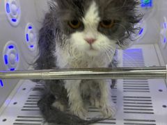 -爱洗澡的猫(天河路店)