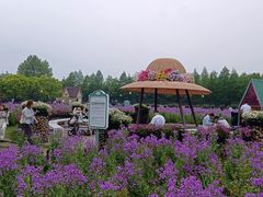 -荷兰花海