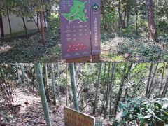 -上海佘山国家森林公园天马山园