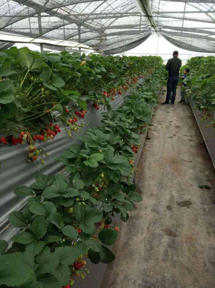 傅家边13号草莓园-"当天有梅花节开幕和草莓博览会,我们是下午.