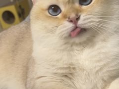 -老黄记手撕烤兔(玉林街店)