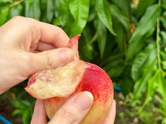 -老袁家蜜桃农场·阳山水蜜桃