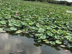 -荷塘月色湿地公园·向阳花洲