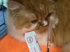 -创凡宠物医院·骨专科  猫科中心(西乡分院)