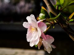 -海棠花溪(元大都城垣遗址公园)