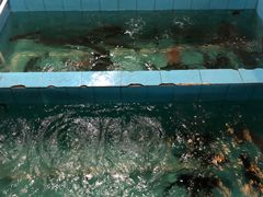 大头鱼池-海五农庄(海五店)