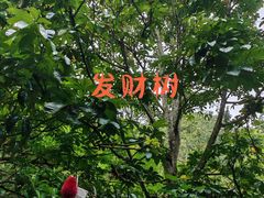 -野象谷景区