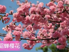 -天适樱花悠乐园