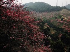 -新建村梅花
