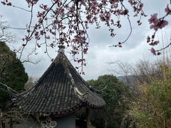 -香雪海