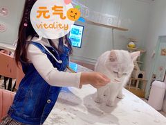 -猫小院猫主题餐厅(三里屯店)