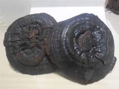 -广东中医药博物馆