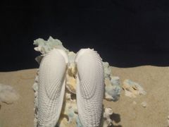 -亚龙湾中心广场·贝壳馆