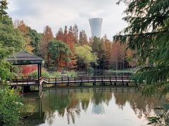 -上海滨江森林公园