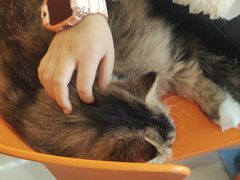 -平行世界·猫咖(首经贸店)