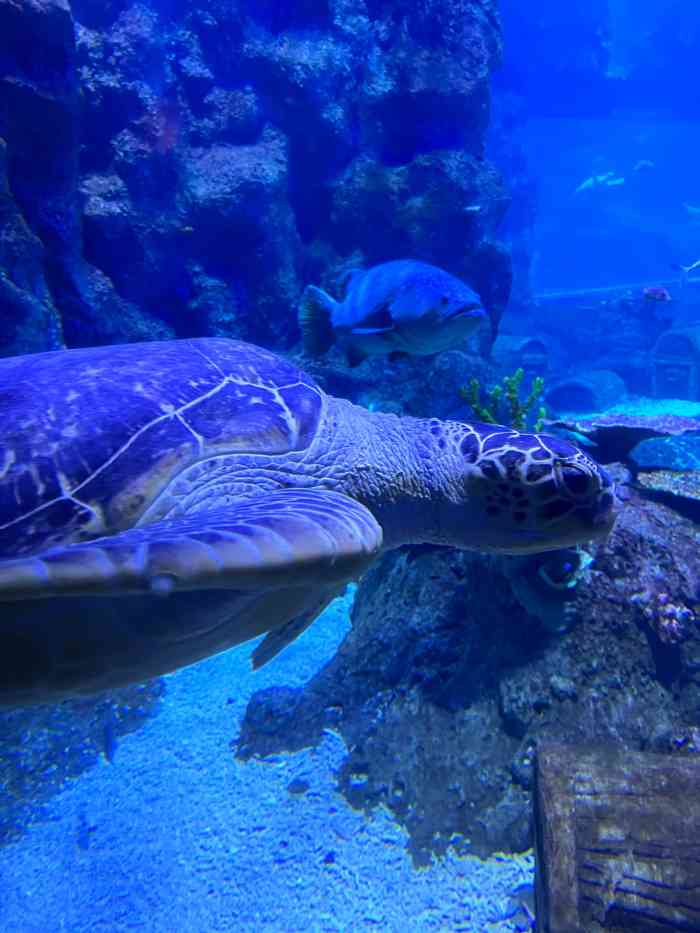 西安曲江海洋极地公园