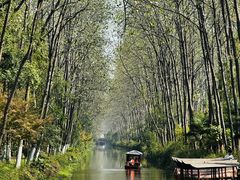 -合肥滨湖国家森林公园