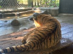 -海南热带野生动植物园