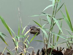 -穆湖渔村饭庄·住宿·钓鱼