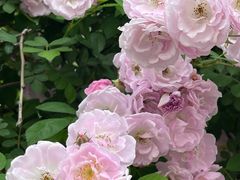 -丹东路渡口(轮渡站)