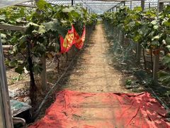 -马陆小张葡萄园农家乐