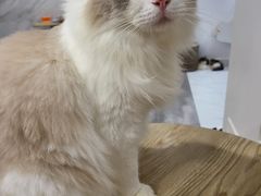 -楼上猫咖(罗湖店)