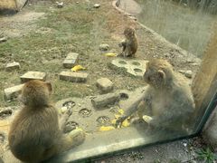 -武汉紫薇都市田园