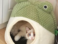 -喵zoo家庭繁育猫舍(尖东智能花园店)