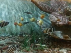 -东方巨龟苑景区