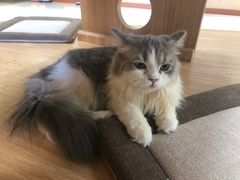 -猫和宫(六道口店)