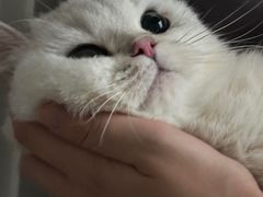 -欣宠猫屋·矮脚拿破仑·蓝金金渐层