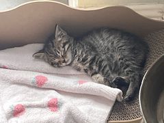 -贝康宠物医院·犬猫全科·小动物特色诊疗中心(东环路店)