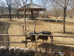 -石家庄市动物园