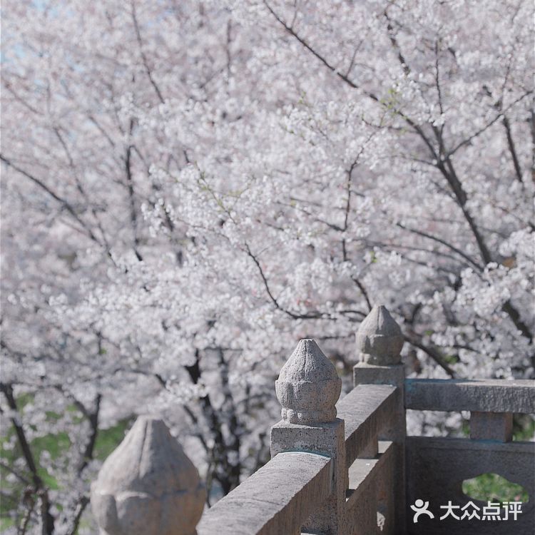 苏城浪漫樱花实录🌸