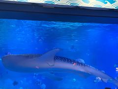 -烟台海昌鲸鲨海洋公园