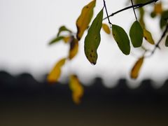 -莲花岛景区