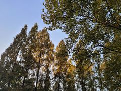 -徐家汇源景区-衡山公园