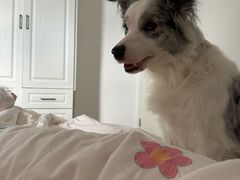-艾贝尔宠物医院·狂犬免疫点(江山金象城店)