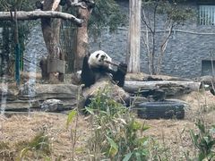 -武汉动物园