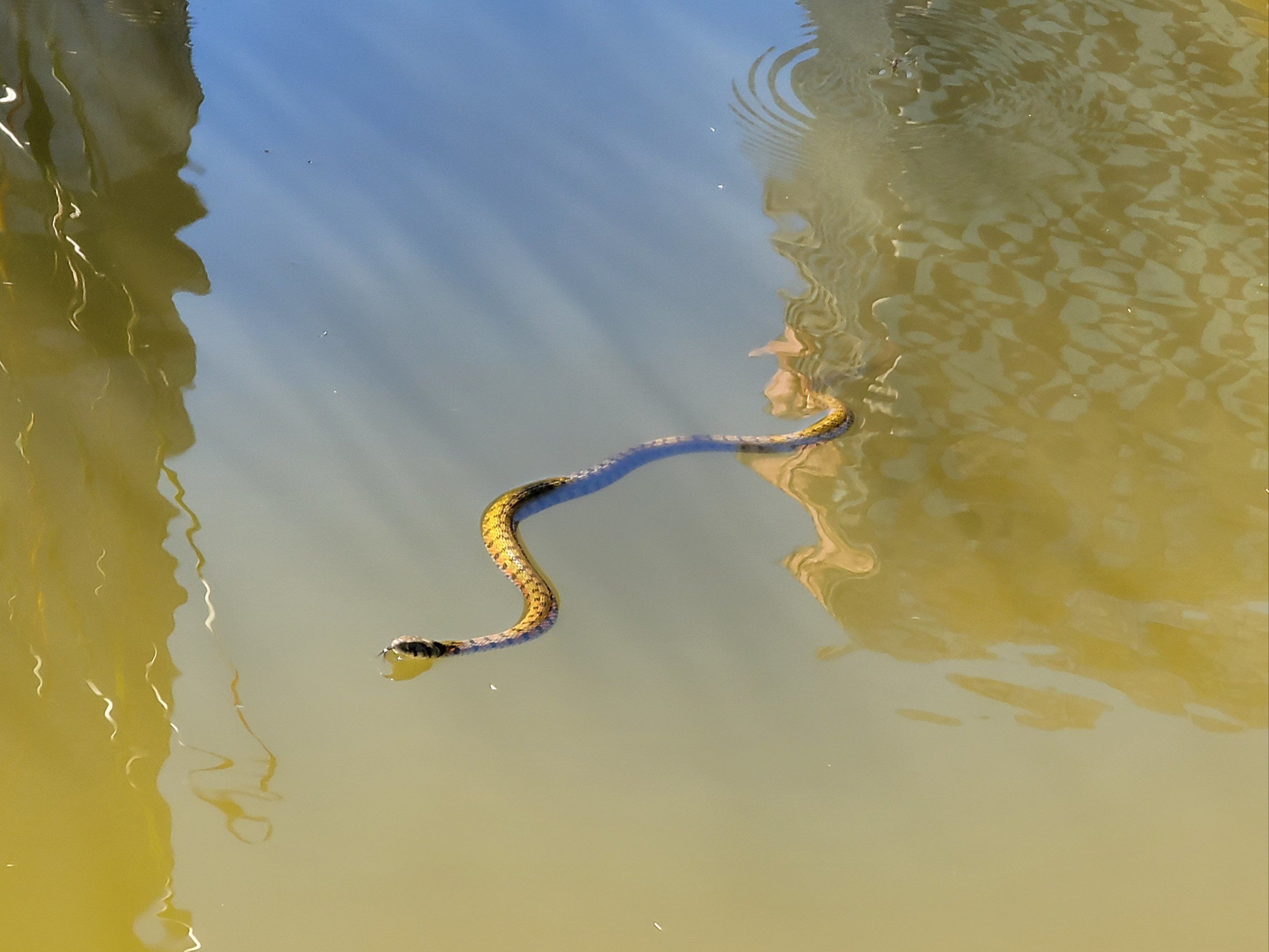 蛇97实属游泳高手