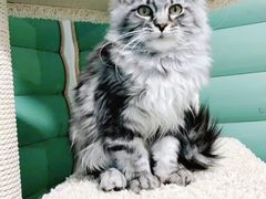 -70cat德文卷毛猫·缅因猫纯种猫舍